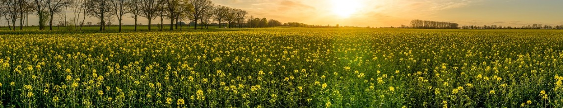 Field of flowers Sunset over flower field